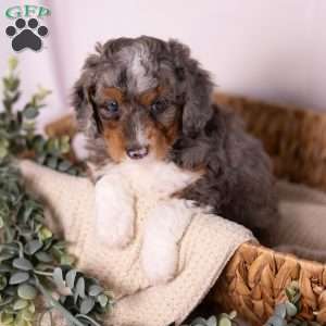 Caroline, Mini Bernedoodle Puppy